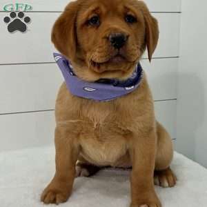 Hannah, Fox Red Labrador Retriever Puppy
