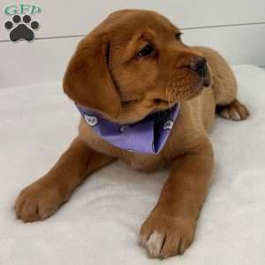 Hannah, Fox Red Labrador Retriever Puppy