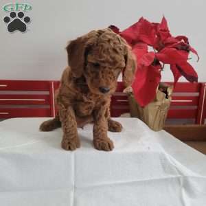 Ricky, Miniature Poodle Puppy