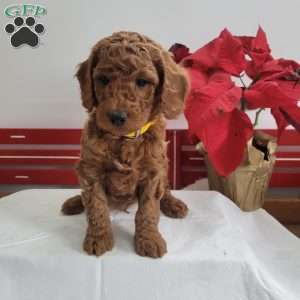 Ricky, Miniature Poodle Puppy