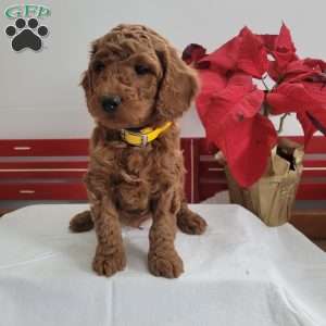 Ricky, Miniature Poodle Puppy