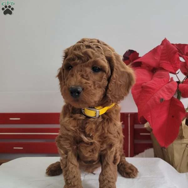 Ricky, Miniature Poodle Puppy