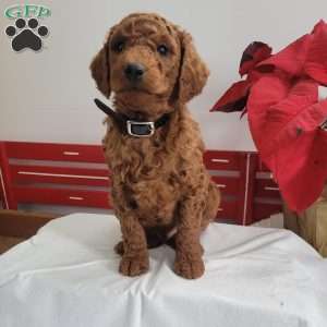 Reggie, Miniature Poodle Puppy