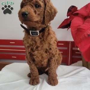 Reggie, Miniature Poodle Puppy