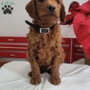 Reggie, Miniature Poodle Puppy