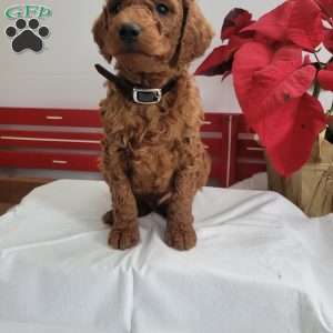 Reggie, Miniature Poodle Puppy