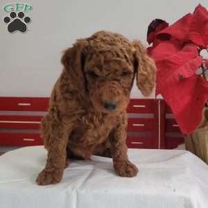 Reggie, Miniature Poodle Puppy