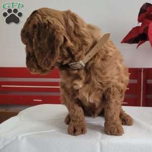 Rusty, Miniature Poodle Puppy