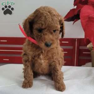 Ruby, Miniature Poodle Puppy