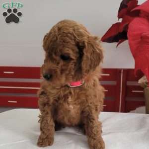 Ruby, Miniature Poodle Puppy