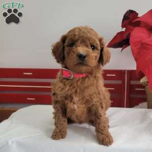 Ruby, Miniature Poodle Puppy
