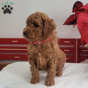 Ruby, Miniature Poodle Puppy