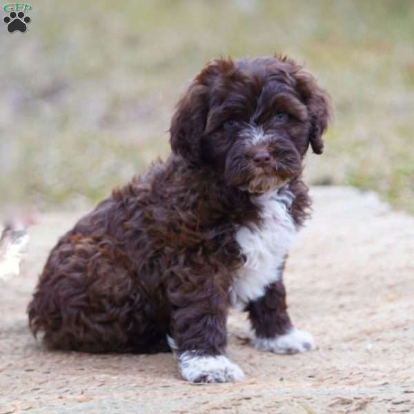 Sofi, Portuguese Water Dog Puppy