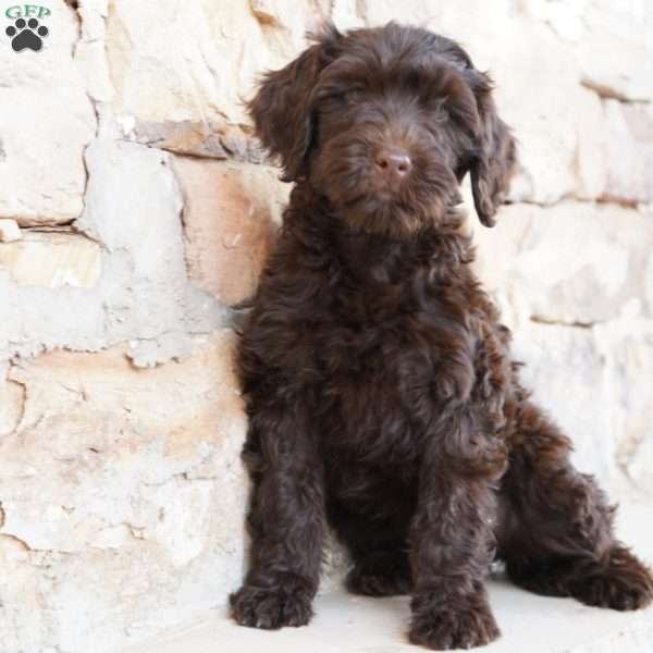 Pearl, Portuguese Water Dog Puppy