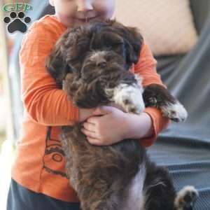 Sofi, Portuguese Water Dog Puppy