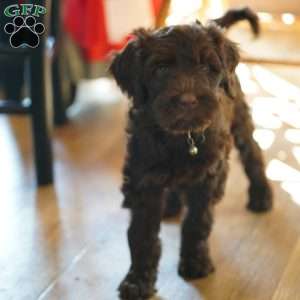 Pearl, Portuguese Water Dog Puppy
