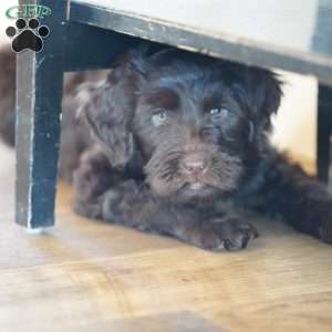 Pearl, Portuguese Water Dog Puppy
