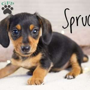 Spruce, Dachshund Puppy