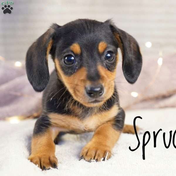 Spruce, Dachshund Puppy