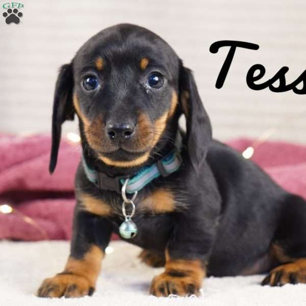 Tessa, Dachshund Puppy