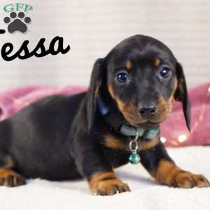 Tessa, Dachshund Puppy