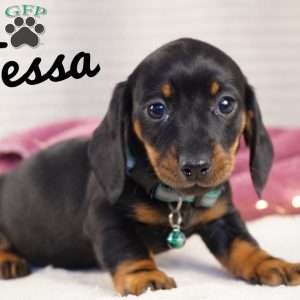 Tessa, Dachshund Puppy