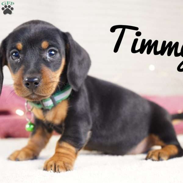 Timmy, Dachshund Puppy