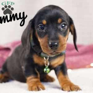 Timmy, Dachshund Puppy