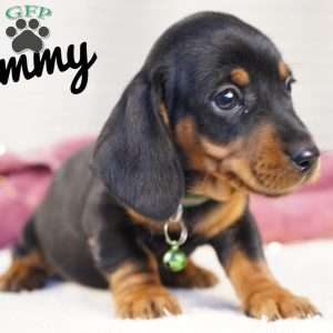 Timmy, Dachshund Puppy