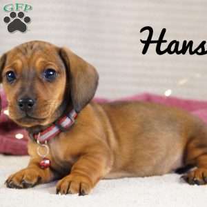 Hansel, Dachshund Puppy