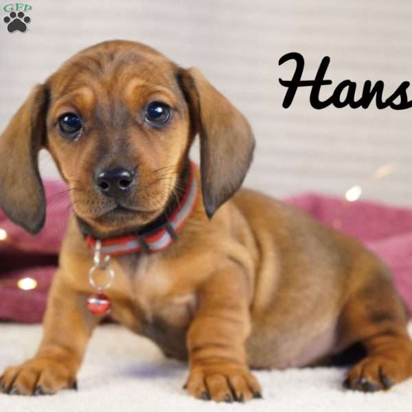 Hansel, Dachshund Puppy