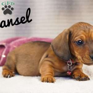 Hansel, Dachshund Puppy