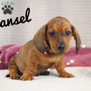 Hansel, Dachshund Puppy