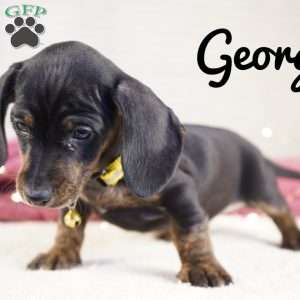 George, Dachshund Puppy