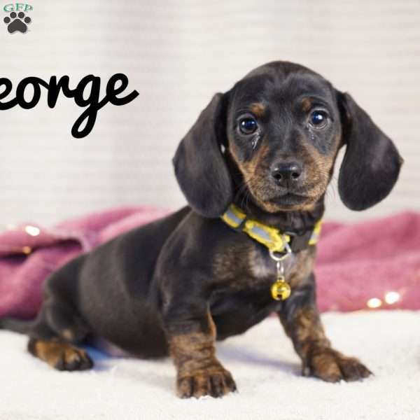 George, Dachshund Puppy