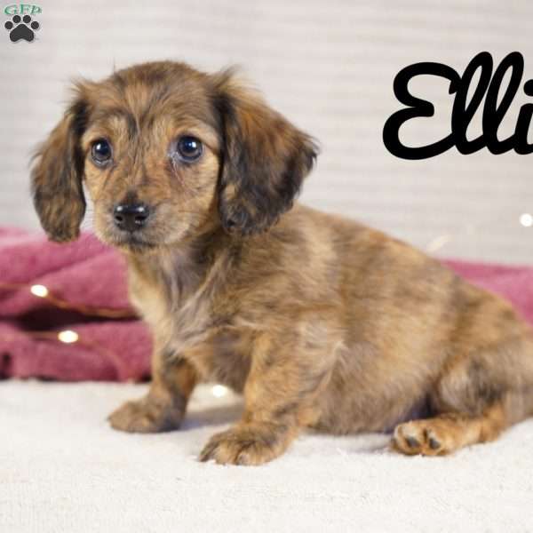 Ellie, Dachshund Puppy