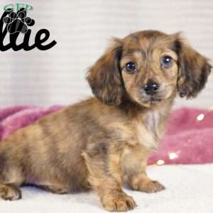 Ellie, Dachshund Puppy