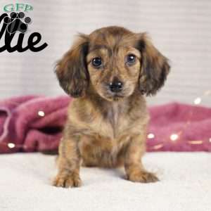 Ellie, Dachshund Puppy