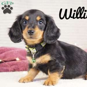 William, Dachshund Puppy