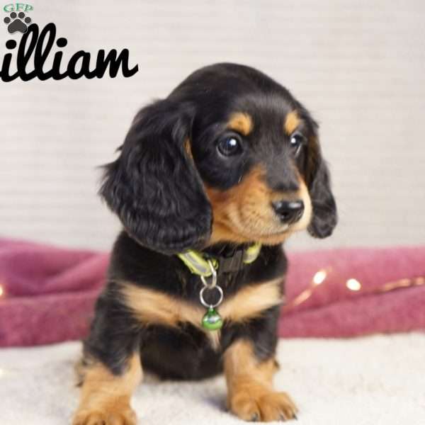William, Dachshund Puppy