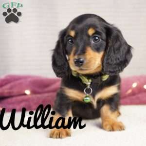 William, Dachshund Puppy