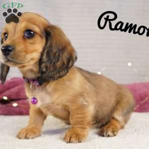 Ramona, Dachshund Puppy