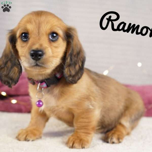 Ramona, Dachshund Puppy