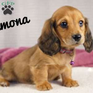 Ramona, Dachshund Puppy