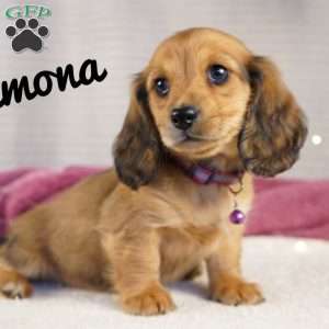 Ramona, Dachshund Puppy