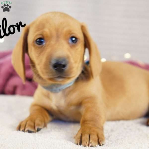 Sailor, Dachshund Puppy