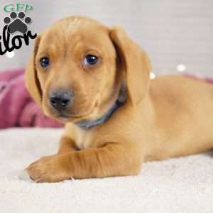 Sailor, Dachshund Puppy