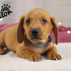 Sailor, Dachshund Puppy