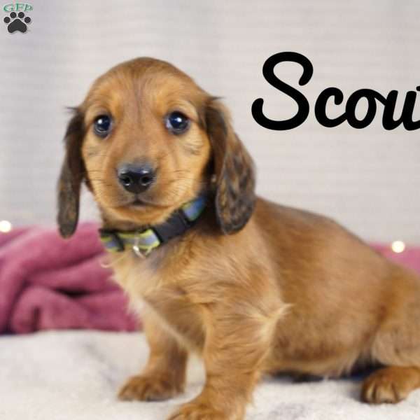 Scout, Dachshund Puppy