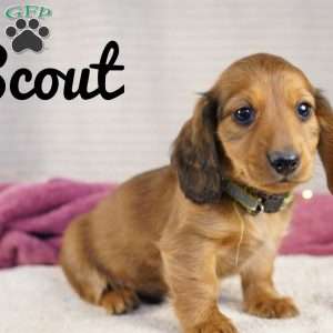 Scout, Dachshund Puppy